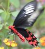 Atrophaneura semperi